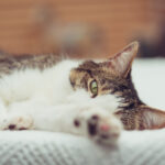 175oo开奖查询最新结果及历史开奖信息汇总 18739013xe