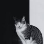 17看直播:精彩内容不容错过的视听盛宴 21r889