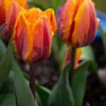 17直播官网下载安装及新人福利领取指南 9hz48hjtt