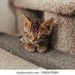 3d197期历史开奖结果查询与详细数据分析 s10bsp